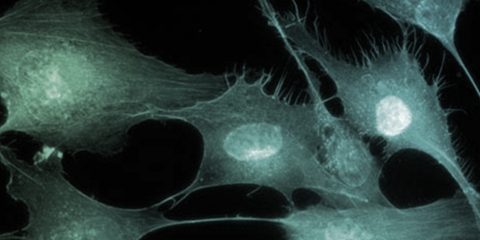 biology blue 2_480x240